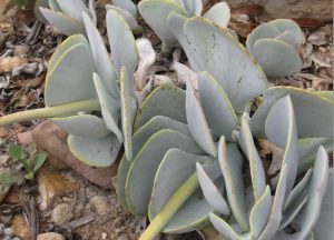 Cotyledon Orbiculata Grey 4lt