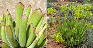 Cotyledon Campanulata Long Leaf 4lt