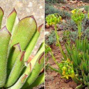 Cotyledon Campanulata Long Leaf 4lt