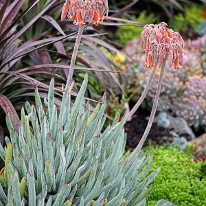 Cotyledon Orbiculata Oblonga 4lt