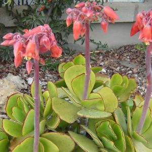 Cotyledon Orbiculata Oblonga Macrantha 4lt