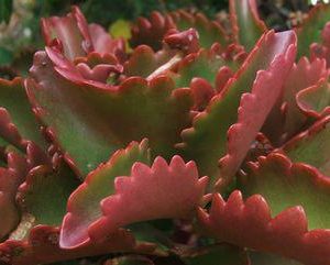 Kalanchoe Sexangularis 4lt