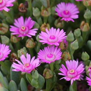 Oscularia Caulescens 4lt