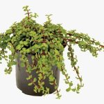 Portulacaria Afra Prostrata 4lt