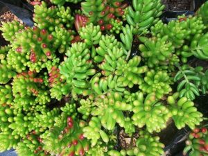 Sedum Rubrotinctum 4lt