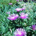 Delosperma Lydenbergense 4lt