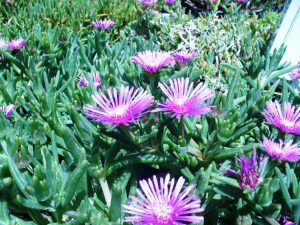 Delosperma Lydenbergense 4lt