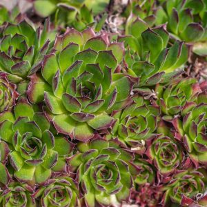 Sempervivum Tectorum 4lt
