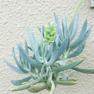 Senecio 'Curio' Ficoides 4lt