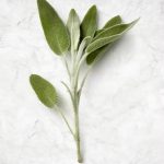 Sage (LTD) 6 Pack Tray