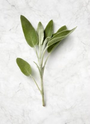 Sage (LTD) 6 Pack Tray