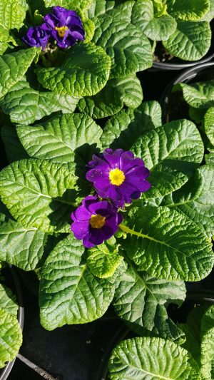 Primula Danessa Blue 15cm Pot