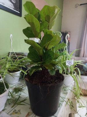 Ficus Lyrata bambino 25cm Pot