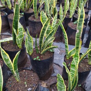 Sansevieria Trifasciata 'Laurentii' 10lt