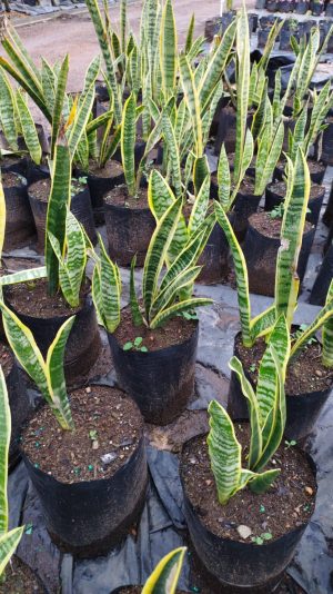 WhatsApp-Image-2023-06-14-at-13.33.43.jpeg Sansevieria Trifasciata 'Laurentii' 10lt