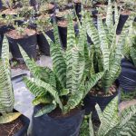 Sansevieria Trifasciata 10lt