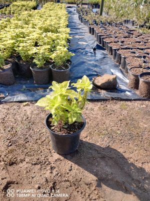 Coleus Lemon Light 17cm Pot