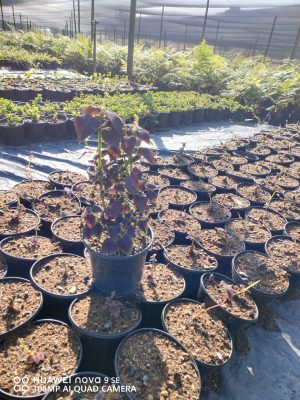 Coleus Aubergine 17cm Pot