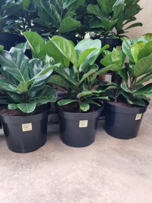 Ficus Lyrata 31cm Pot (fiddle leaf fig)