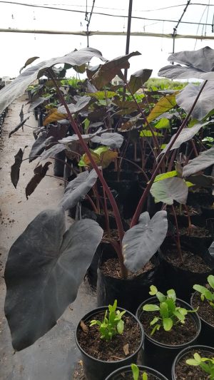 Colocasia Black Magic 5lt