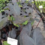Colocasia Black Magic 5lt