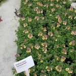 Nemesia Nesia Banana Berry 15cm Pot