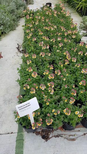 Nemesia Nesia Banana Berry 15cm Pot