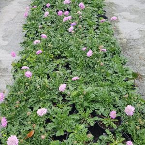 Scabiosa Pink Cheer 15cm Pot