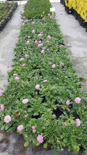 Scabiosa Pink Cheer 15cm Pot