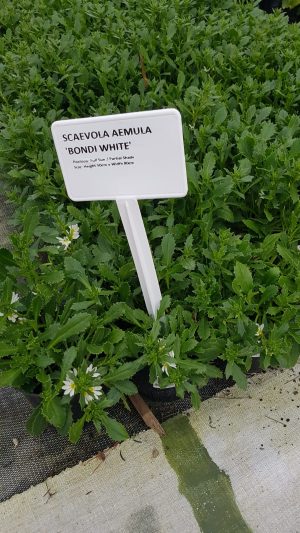 Scaevola Aemula 15cm Pot