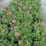 Nemesia Nesia Tutti Frutti 15cm Pot