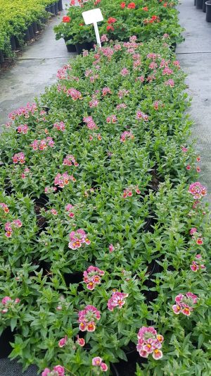 WhatsApp-Image-2023-07-26-at-16.12.56.jpeg Nemesia Nesia Tutti Frutti 15cm Pot