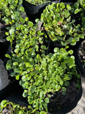 Falkia Repens 4lt