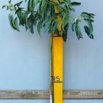Avocado Hass 20lt