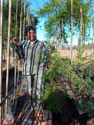 Virgilia Divaricata 20lt (Keurboom)