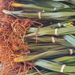 Clivia Miniata Citrina (Yellow) Open Ground