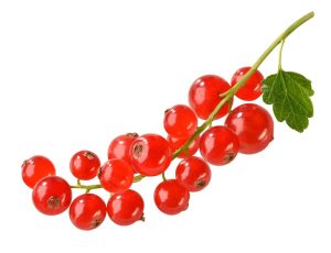 Red Currant