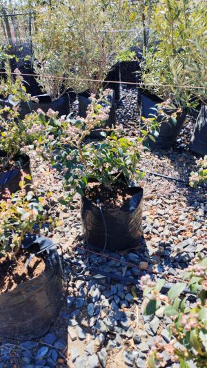 Blueberry Legacy 20lt