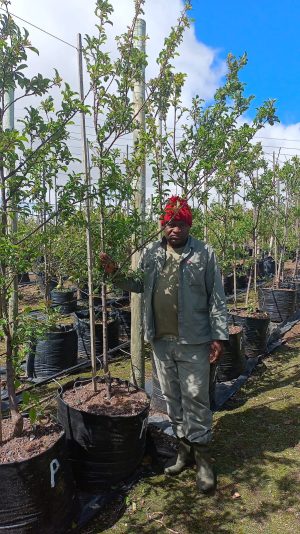 Plum Pioneer Tree 100lt