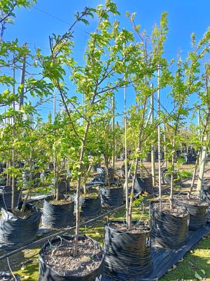 Plum Metley Tree 100lt