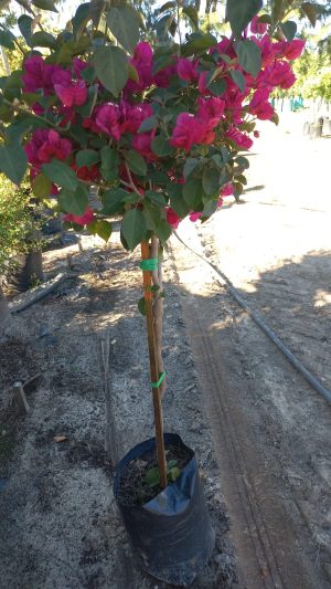 Bougainvillea Rubery STD/Lollipop 10lt