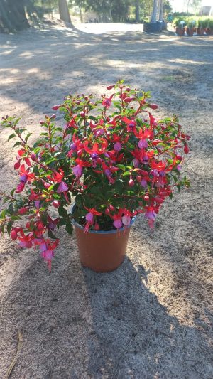 Fuchsia Bella Soila 17cm Pot