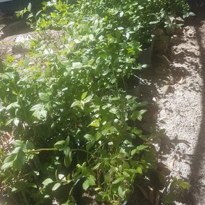 Blueberry Legacy 23cm Pot