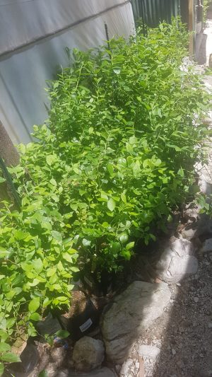 Blueberry Legacy 15cm Pot