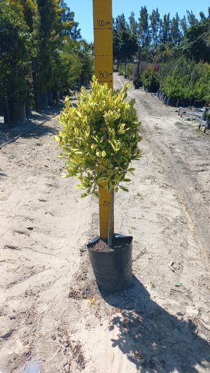 Ficus Golden King Lollipop/Standard 10lt