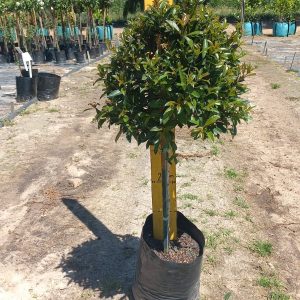 Syzygium Paniculatum Lollipop/Standard 10lt
