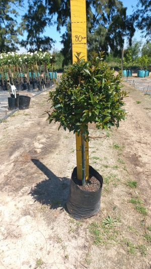 Syzygium Paniculatum Lollipop/Standard 10lt
