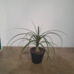 WhatsApp-Image-2023-10-19-at-15.28.09_aa3a1def.jpg Beaucarnea Ponytail Palm 15cm Pot