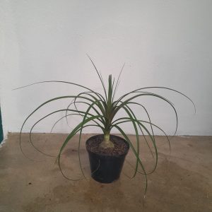 Beaucarnea Ponytail Palm 15cm Pot
