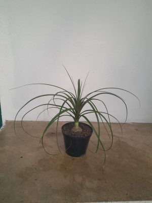 Beaucarnea Ponytail Palm 15cm Pot